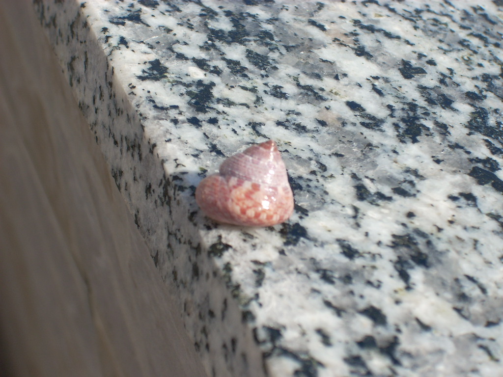 trochus sp:????